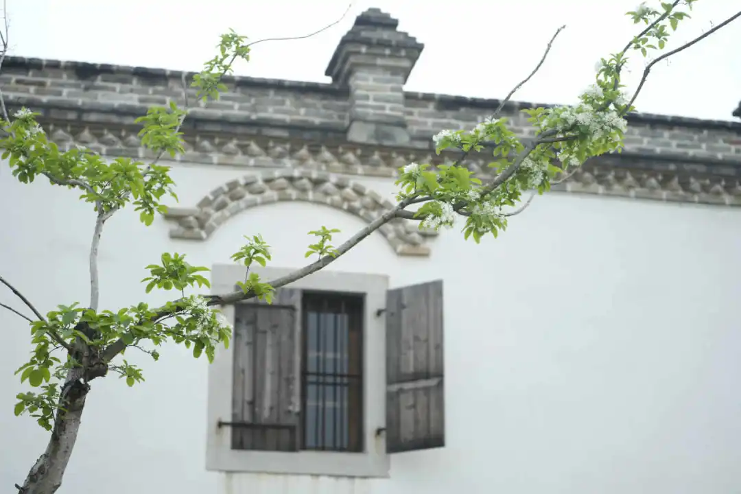 梁风有信 | 梁厝与流苏花的时光交响