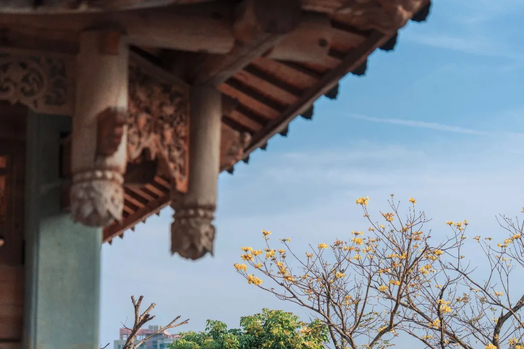 三月末的金黄，四月初的飞雪，福州春日赏花预告，错过等一年