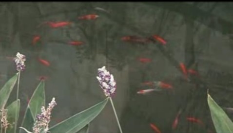 三坊七巷安泰河美景如画